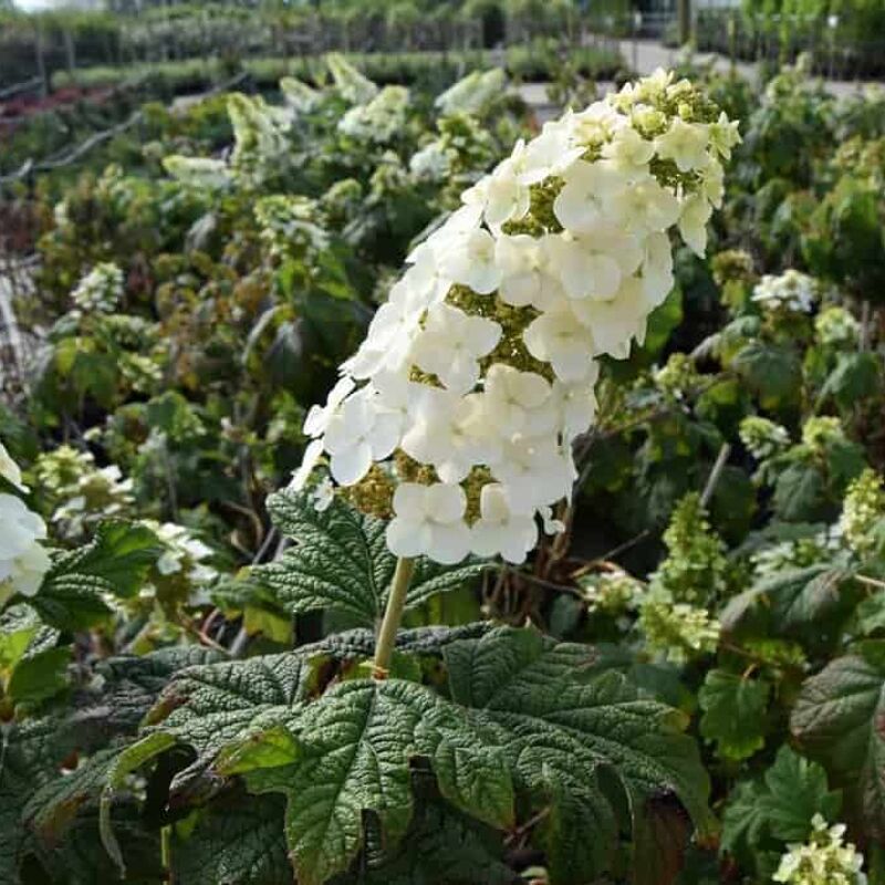 Hydrangea quercifolia Snow Queen ('Flemygea') 40-60 cm